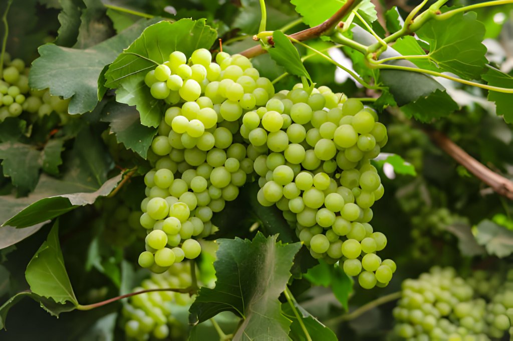 Unlocking the Benefits of Grapevines for Your Skin and Hair
