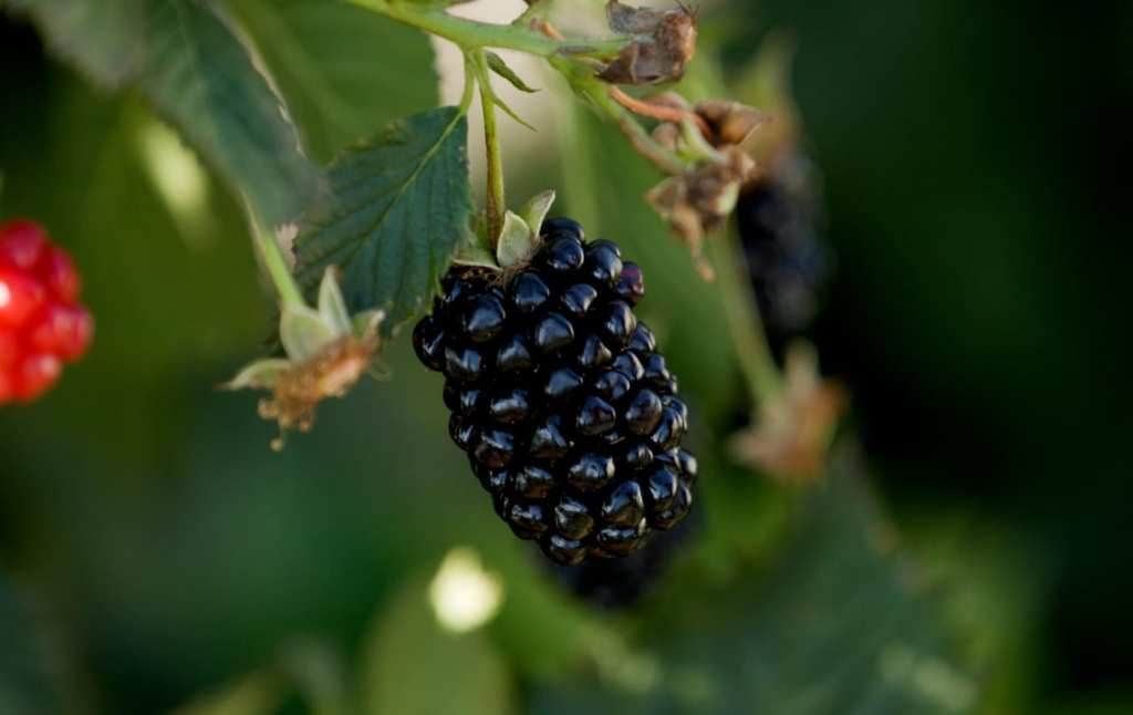 Ponca Thornless Blackberry: A fast-growing & disease-resistant variety